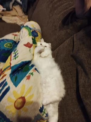 Weißer Kater abzugeben 