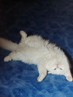 Perser Kater wegen Umzug abzugeben 