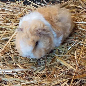  Junge Meerschweinchen Texel Lunkarya Anzeige neu Aug 2026 