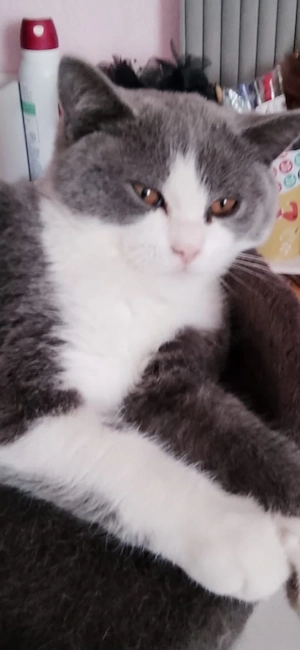 Babykatzen Männlich
