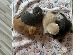 BKH Kitten