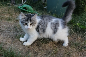 Liebevolle Maine-Coon- Sibirische-Mix-Kätzchen suchen ein Zuhause
