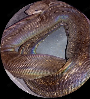eclipse Boa Leopard Motley head
