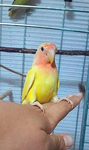 Rosenköpfchen Agaporniden 