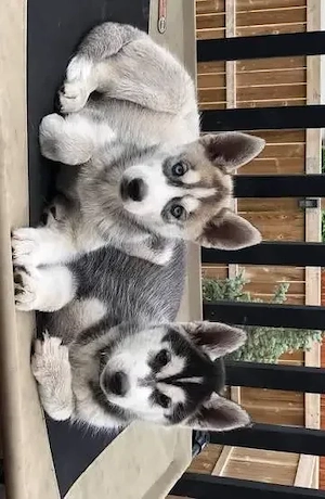 Reinrassige, registrierte Siberian Husky Welpen
