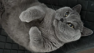 Lucy sucht ein liebevolles Zuhause 