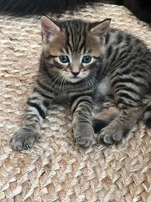 Bengal Türkisch Angora Mix Kitten ( Mädchen) zu verkaufen 