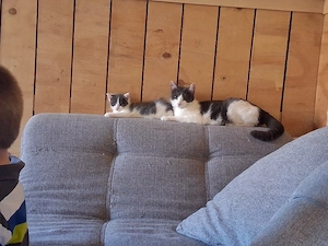 katze zu verkaufen dringend