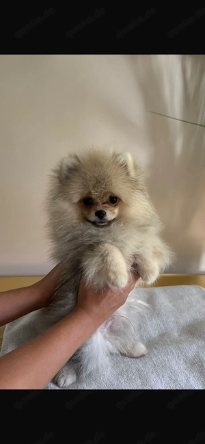 Pomeranien Welpe zu verkaufen. 