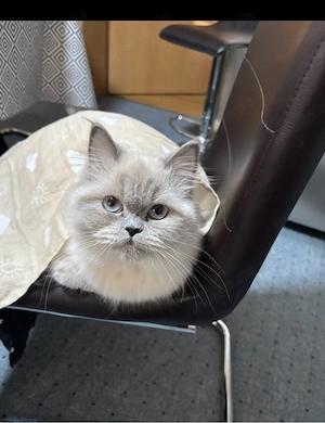 Liebe Katze Siniora sucht ein liebevolles Zuhause 
