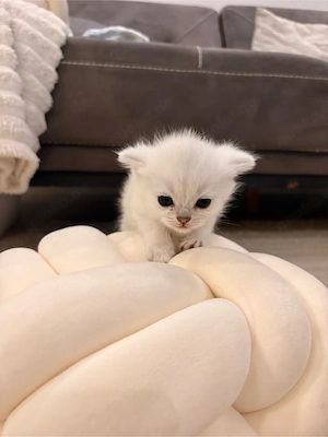 Süße BKH Kitten suchen ein neues Zuhause 