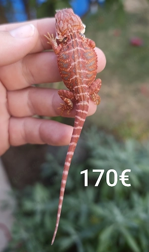 extrem red blue tiger hypo leatherback Bartagamen 