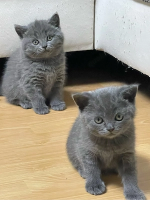 Britisch Kurzhaar Kater