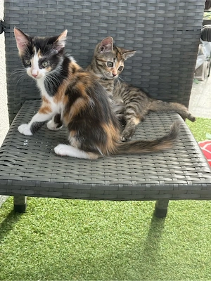 Kitten weiblich 