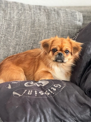 Pekinese Hündin ( 3 Jahre ) 