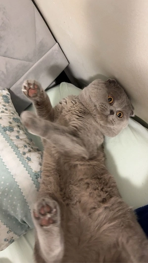 Liebevolles Zuhause für meinen Kater gesucht   zu verschenken