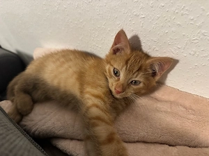 Junge Hauskatze