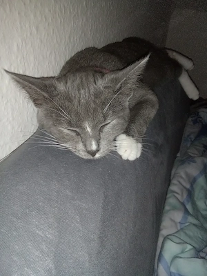 Katze grau Weiß 