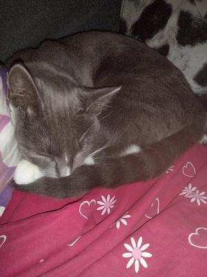 Katze grau Weiß 