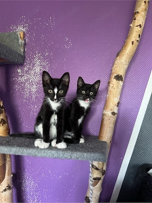 Katzenbaby verkaufen