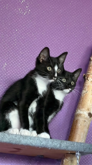Katzenbaby verkaufen