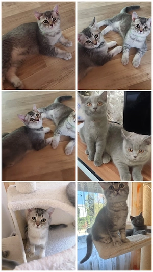 BKH Kitten mit Stammbaum 