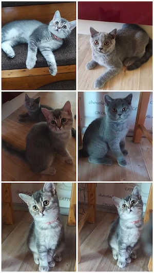 BKH Kitten 