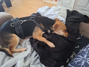 2jährige Terrierhündin, Jack Russell schwarz