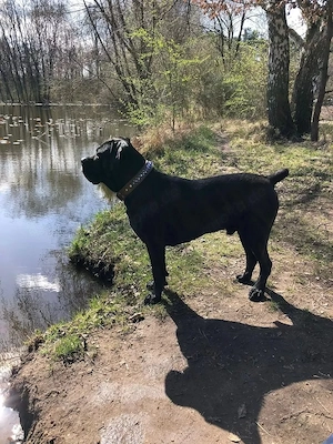 Reinrassige Cane Corso Welpen mit VDH Papiere suchen ein liebevolles zu Hause.