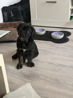    Welpe Dingo sucht ein liebevolles Zuhause 