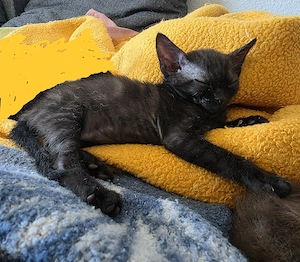 Sphynx   Devon Rex - Kitten :)