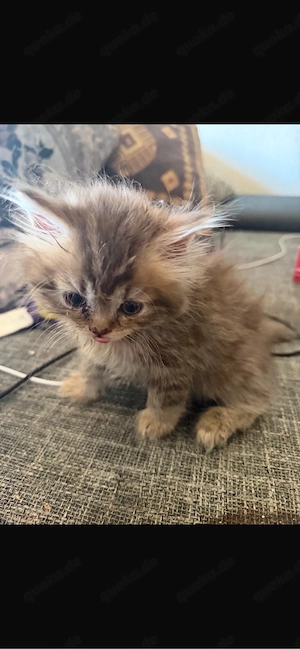    Süßer BLH-Kater sucht ein liebevolles Zuhause      