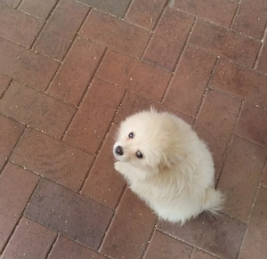 hunde spitz