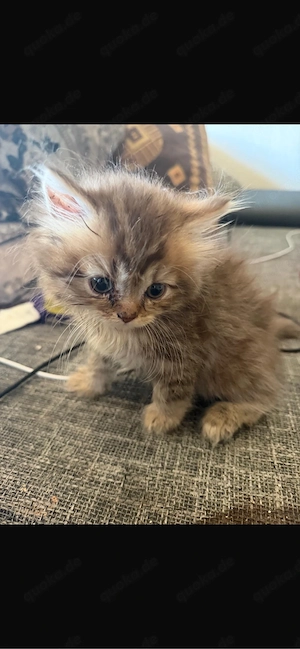    Süßer BLH-Kater sucht ein liebevolles Zuhause      
