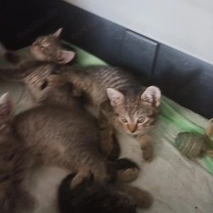 Britische kurzhar Babys 
