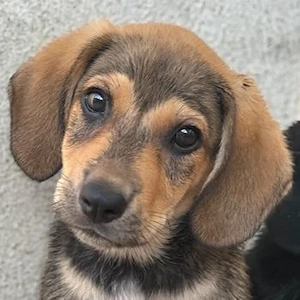  Lenny, geb. ca. 05 2026, lebt in GRIECHENLAND, im städt. Tierheim Serres