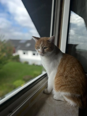 kastrierter Wohnungskater sucht neues zu Hause