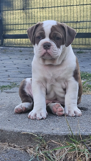 Old English Bulldog Welpen   OEB Welpen 