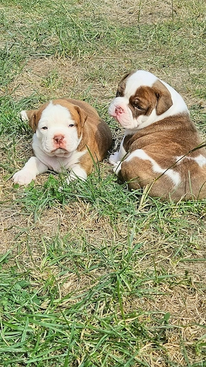 Old English Bulldog Welpen   OEB Welpen 