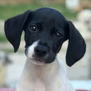  Yoshi, geb. ca. 05 2026, lebt in GRIECHENLAND, im städt. Tierheim Serres