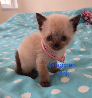  5 süße Heilige Birma Mischlinge   Mix Kitten zum Verlieben   450