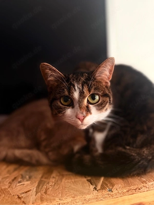 2 Jährige Lilo sucht ein neues Zuhause