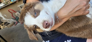 Australian Shepherd