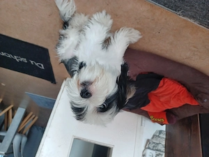 Snoopy sucht sein Glück 