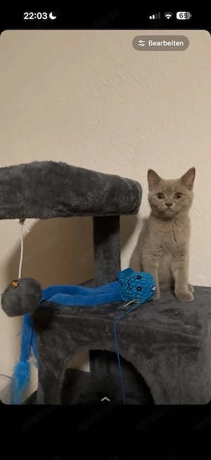 BKH baby katze