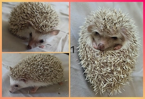 Weißbauchigel 