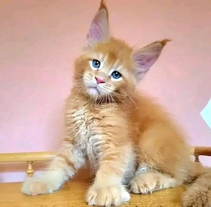 Kastrierte und geimpfte Maine-Coon-Kätzchen