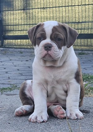 Old English Bulldog Welpen   OEB Welpen 