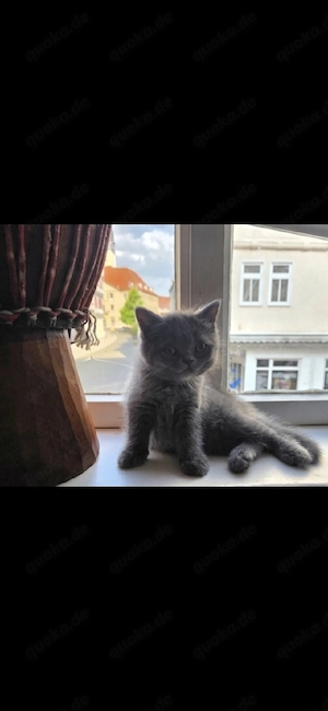 britisch kurzhaar kitten Abgabebereit 