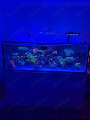 Ableger abzugeben ( u.a acropora big R walt Disney , andere acropren und Euphyllia ) 